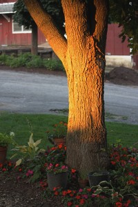 IMG_1384.JPG