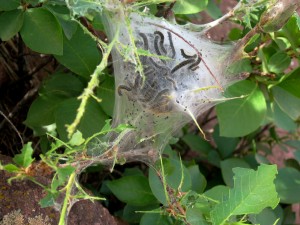 Tent Catepillar